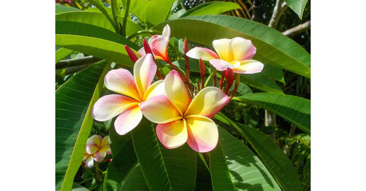 Le-Frangipanier-Origine-Odeur-et-Bienfaits-de-cette-Fleur-Envoûtante Five Women