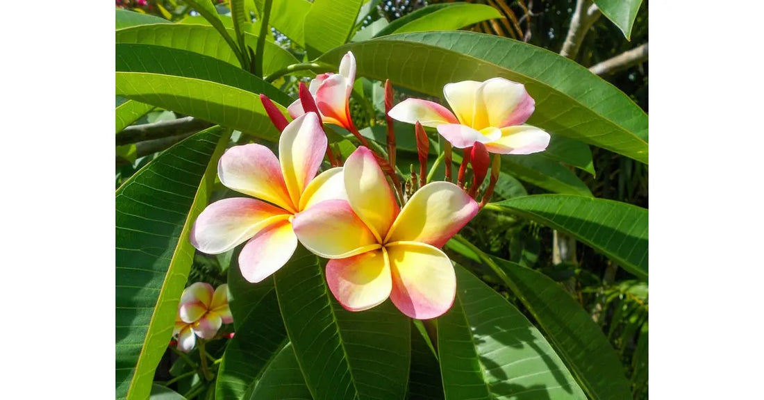 Le-Frangipanier-Origine-Odeur-et-Bienfaits-de-cette-Fleur-Envoûtante Five Women