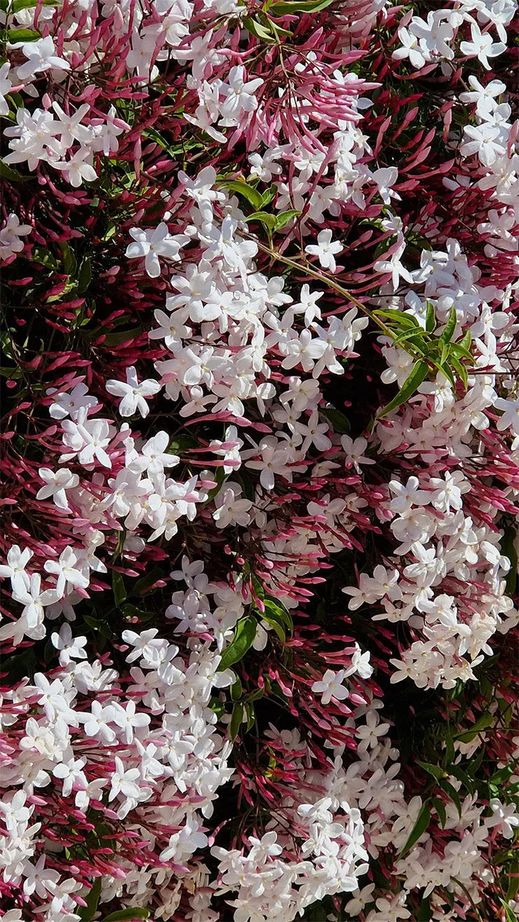 Suspension de cire parfumée - Jasmin 