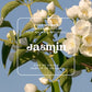 Illustration florale de la senteur Jasmin